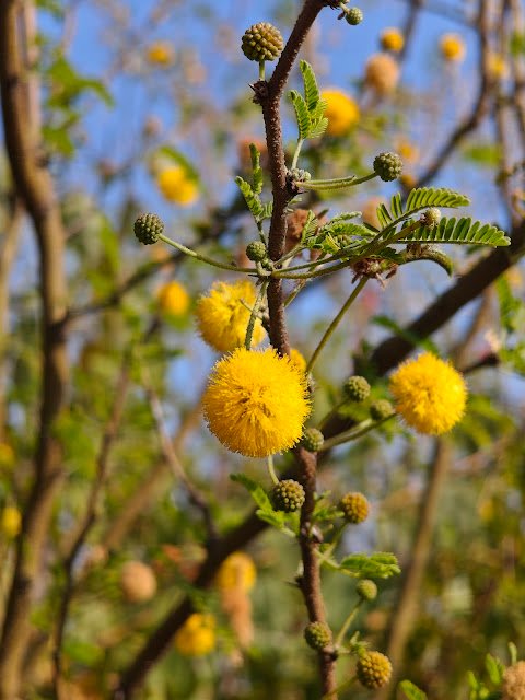 बबूल का फूल Babool Flower Acacia Flower babool flower image, acacia nilotica flower, yellow ball flower tree, babool tree flower close up, acacia yellow puff flower, jungle babool flower, बबूल का फूल, कीकर का फूल, जंगली बबूल फूल, forest yellow flower tree india