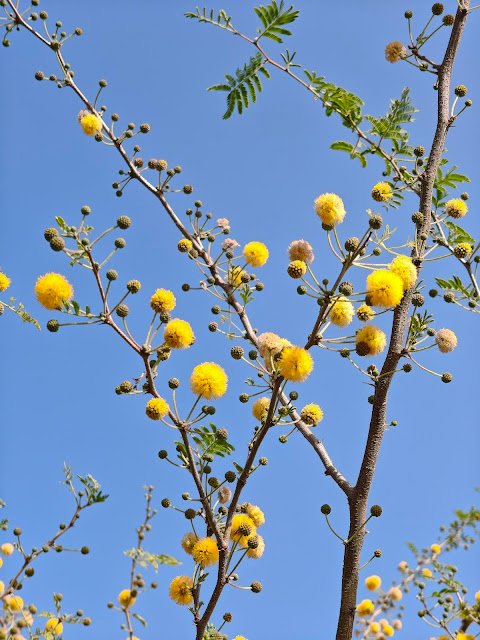 बबूल का फूल Babool Flower / Acacia Flower