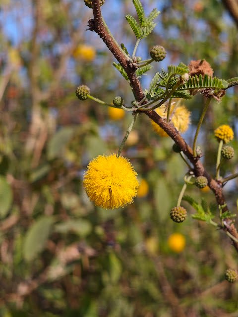 बबूल का फूल Babool Flower Acacia Flower babool flower image, acacia nilotica flower, yellow ball flower tree, babool tree flower close up, acacia yellow puff flower, jungle babool flower, बबूल का फूल, कीकर का फूल, जंगली बबूल फूल, forest yellow flower tree india