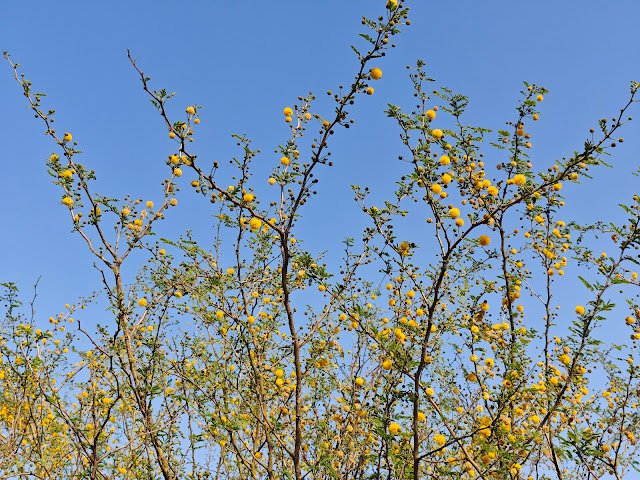 बबूल का फूल Babool Flower Acacia Flower babool flower image, acacia nilotica flower, yellow ball flower tree, babool tree flower close up, acacia yellow puff flower, jungle babool flower, बबूल का फूल, कीकर का फूल, जंगली बबूल फूल, forest yellow flower tree india