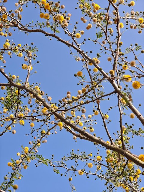 बबूल का फूल Babool Flower Acacia Flower babool flower image, acacia nilotica flower, yellow ball flower tree, babool tree flower close up, acacia yellow puff flower, jungle babool flower, बबूल का फूल, कीकर का फूल, जंगली बबूल फूल, forest yellow flower tree india