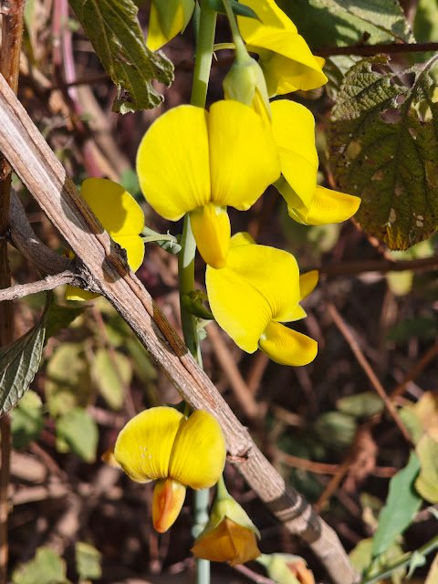 जंगली सनई का पीला फूल | Yellow Wild Flower (Crotalaria Flower) yellow wild flower India, crotalaria flower image, sunn hemp flower photo, yellow wild pea flower, jungle yellow flower close up, सनई का फूल, जंगली पीला फूल, पीली सनई का पौधा, forest yellow flower India, wild flower photography India