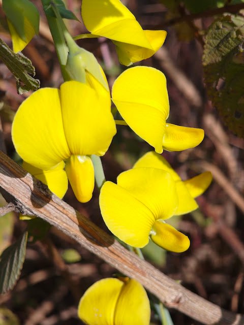 जंगली सनई का पीला फूल | Yellow Wild Flower (Crotalaria Flower)