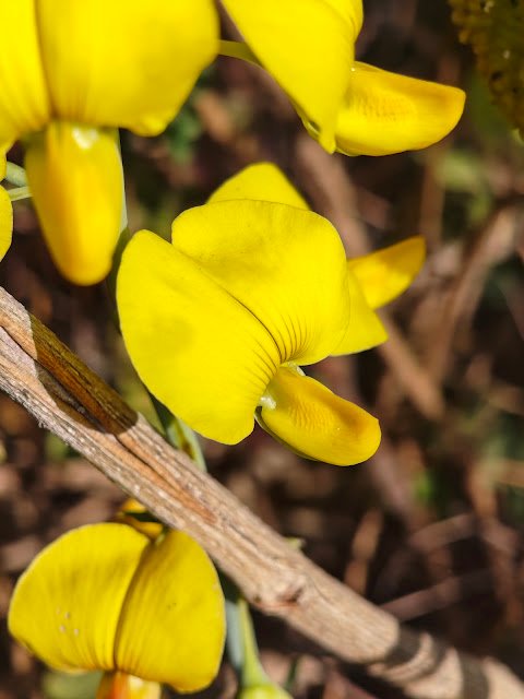 जंगली सनई का पीला फूल | Yellow Wild Flower (Crotalaria Flower) yellow wild flower India, crotalaria flower image, sunn hemp flower photo, yellow wild pea flower, jungle yellow flower close up, सनई का फूल, जंगली पीला फूल, पीली सनई का पौधा, forest yellow flower India, wild flower photography India