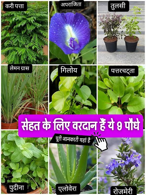 सेहत के लिए वरदान हैं ये 9 औषधीय पौधे | Medicinal Plants in Hindi