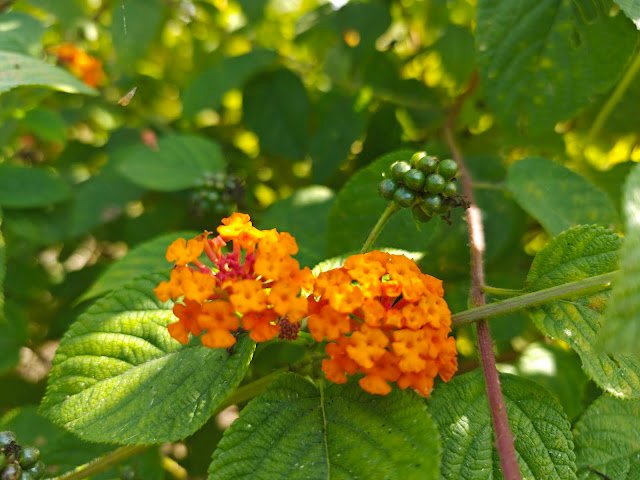 orange wild flower on spiky green globe, lion’s ear type forest flower close-up, जंगली नारंगी फूल कांटेदार गेंद जैसा Lantana camara plant Wild sage orange flower लैंटाना कैमरा पौधा Jungle plant orange yellow flowers Lantana identification Lantana camara uses Lantana berries Indian wild flowering shrub
