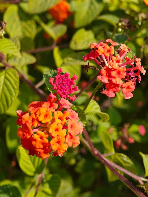 spiky spherical flower head with orange petals, rare wild flower india, जंगल का अनोखा फूल Lantana camara plant Wild sage orange flower लैंटाना कैमरा पौधा Jungle plant orange yellow flowers Lantana identification Lantana camara uses Lantana berries Indian wild flowering shrub