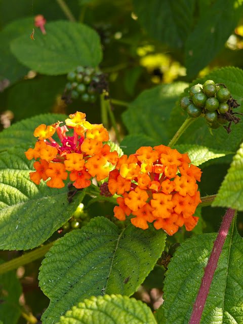 orange wild flower on spiky green globe, lion’s ear type forest flower close-up, जंगली नारंगी फूल कांटेदार गेंद जैसा Lantana camara plant Wild sage orange flower लैंटाना कैमरा पौधा Jungle plant orange yellow flowers Lantana identification Lantana camara uses Lantana berries Indian wild flowering shrub