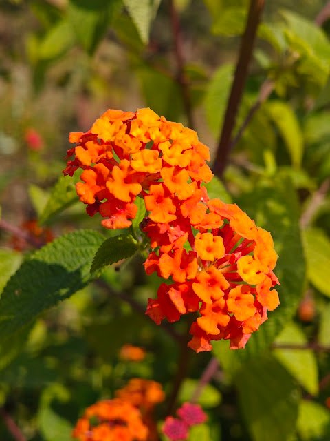 Lantana camara पुत्तुड़ी, राईमूंची, चित्ती फूल, गुड़हल झाड़ी, राम फल्ली फूल