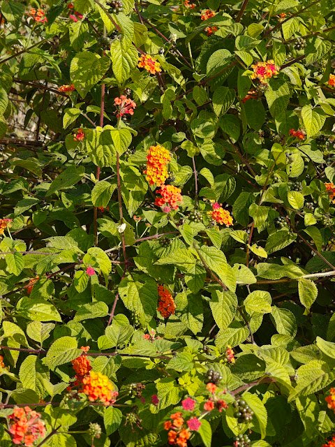 bright orange tubular wild flower on green thorn ball, nature macro shot, भारतीय जंगली पौधा Lantana camara plant Wild sage orange flower लैंटाना कैमरा पौधा Jungle plant orange yellow flowers Lantana identification Lantana camara uses Lantana berries Indian wild flowering shrub