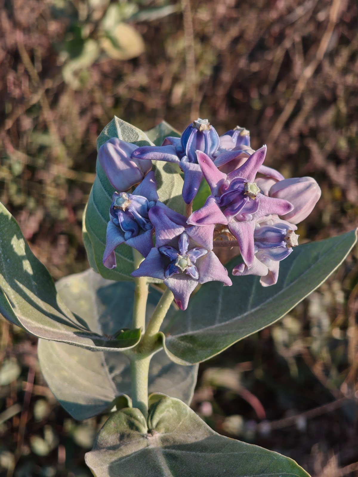 Aak ka phool Shiv ji puja ke liye | Calotropis procera flower