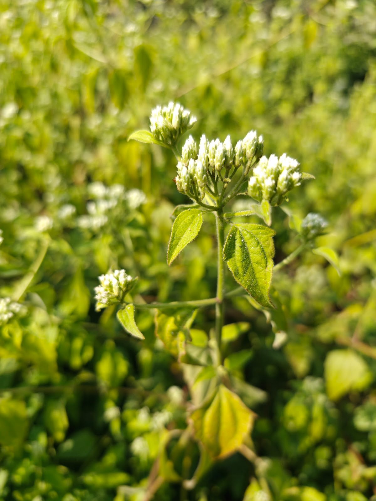 Chromolaena Odorata plant Siam weed flower कुप्पी घास पौधा Chromolaena Odorata identification Indian wild plants white flowers Jungli ghaas photo Siam weed uses Chromolaena plant in India White cluster wild flower India Chromolaena Odorata benefits