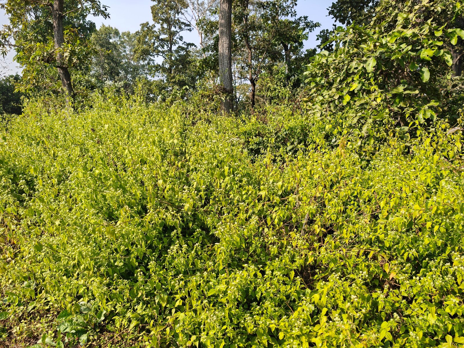 Chromolaena Odorata plant Siam weed flower कुप्पी घास पौधा Chromolaena Odorata identification Indian wild plants white flowers Jungli ghaas photo Siam weed uses Chromolaena plant in India White cluster wild flower India Chromolaena Odorata benefits
