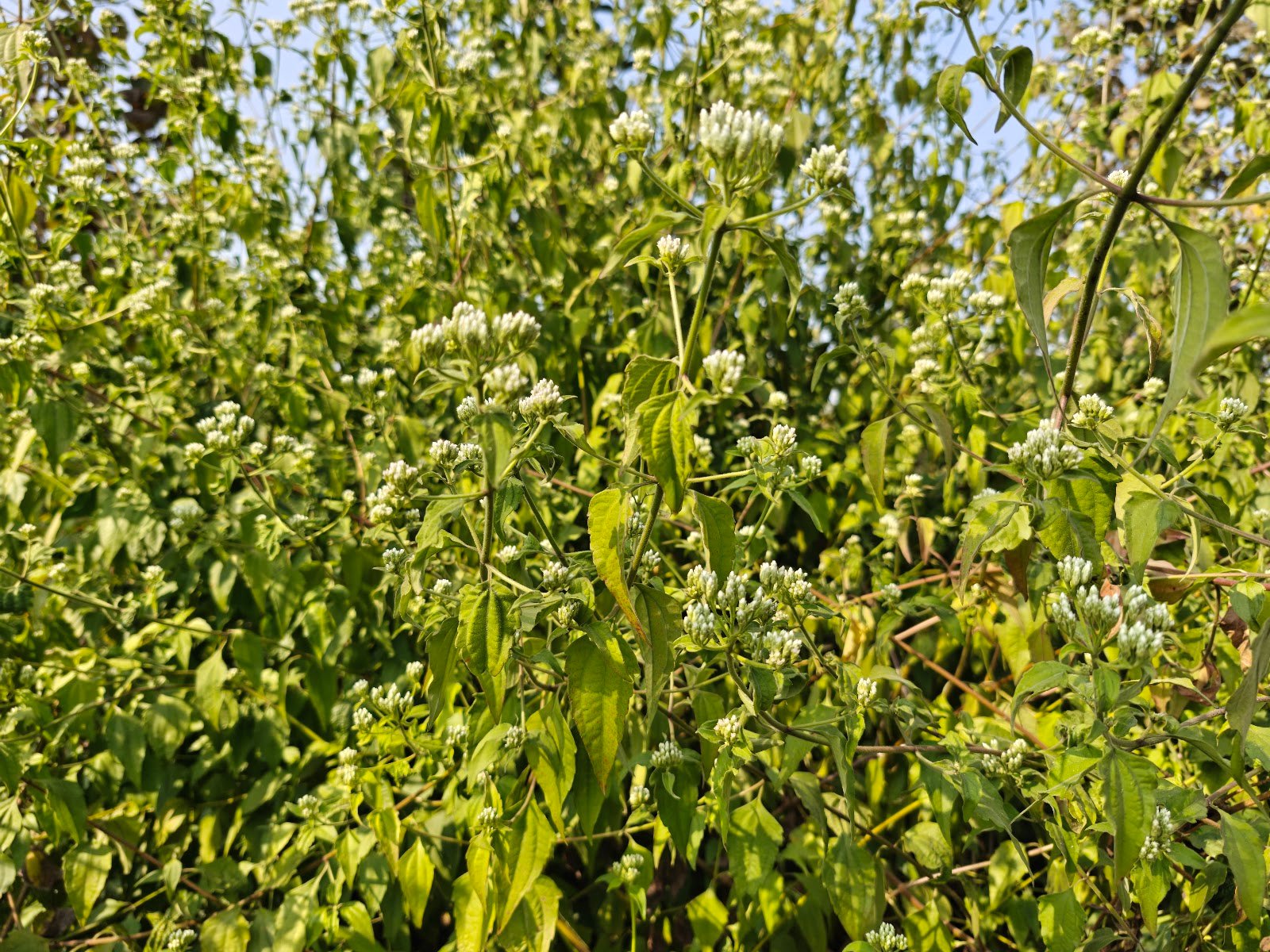 Chromolaena Odorata plant Siam weed flower कुप्पी घास पौधा Chromolaena Odorata identification Indian wild plants white flowers Jungli ghaas photo Siam weed uses Chromolaena plant in India White cluster wild flower India Chromolaena Odorata benefits