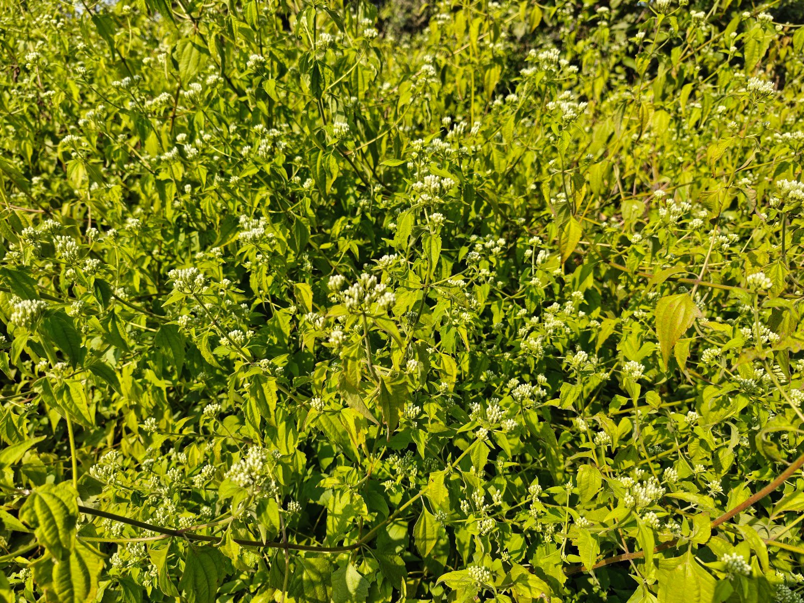 Chromolaena Odorata plant Siam weed flower कुप्पी घास पौधा Chromolaena Odorata identification Indian wild plants white flowers Jungli ghaas photo Siam weed uses Chromolaena plant in India White cluster wild flower India Chromolaena Odorata benefits