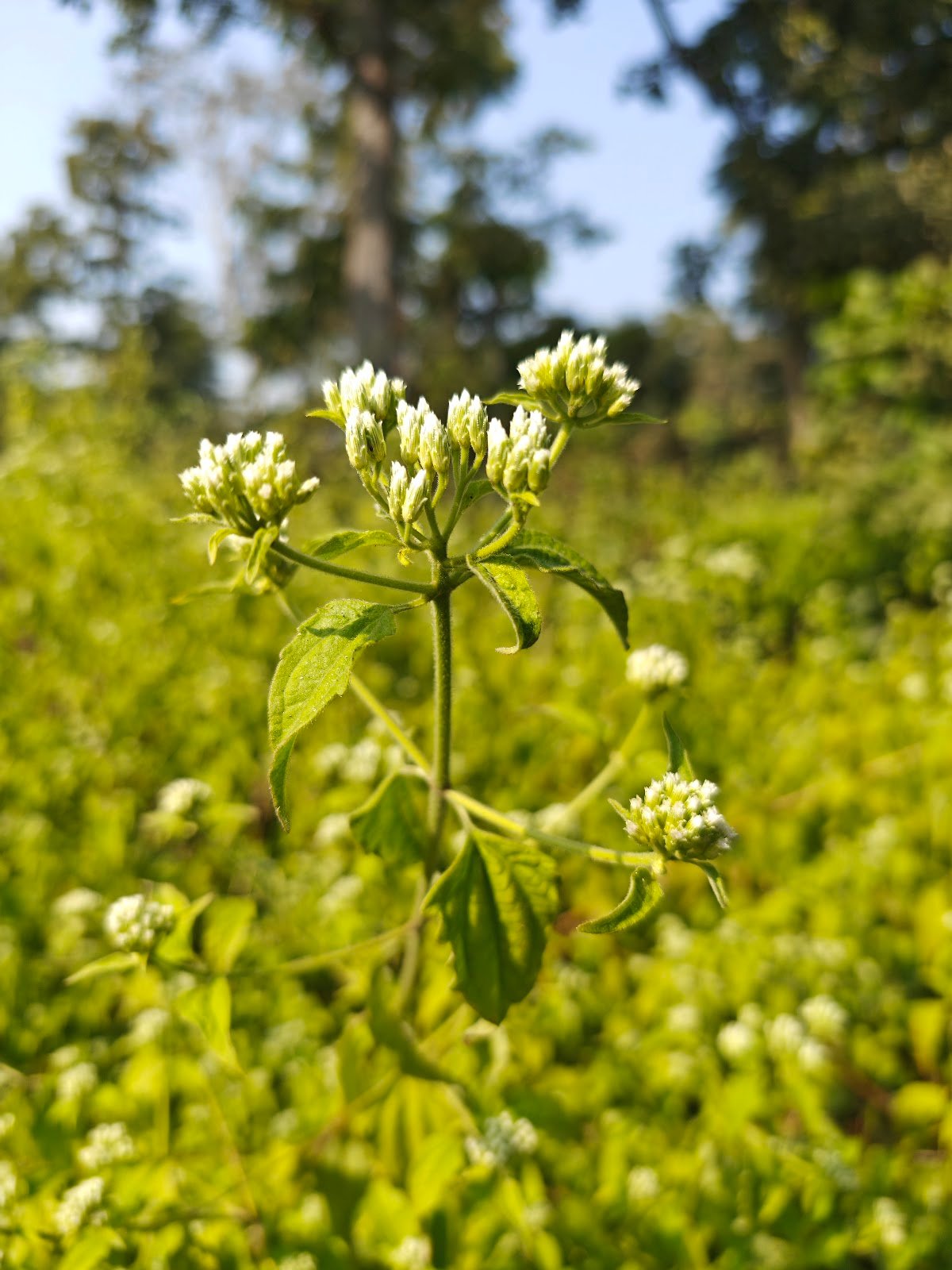 Chromolaena Odorata plant Siam weed flower कुप्पी घास पौधा Chromolaena Odorata identification Indian wild plants white flowers Jungli ghaas photo Siam weed uses Chromolaena plant in India White cluster wild flower India Chromolaena Odorata benefits