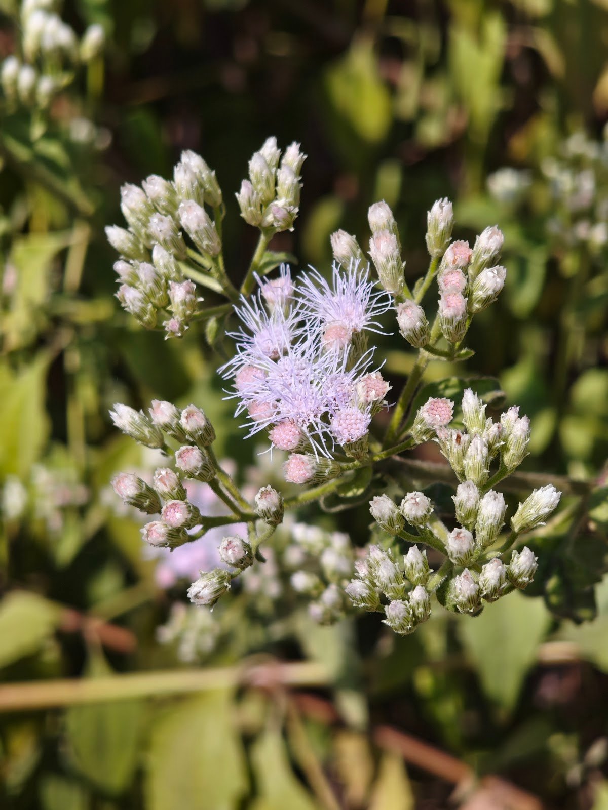 गंधेली जंगली फूल ageratum conyzoides white fluffy flower सहदेवी घास wild plant goat weed flower india roadside weed flower india floss flower close up जंगली सफेद फूल वाला पौधा wild weed photography ageratum conyzoides flower wild plant india