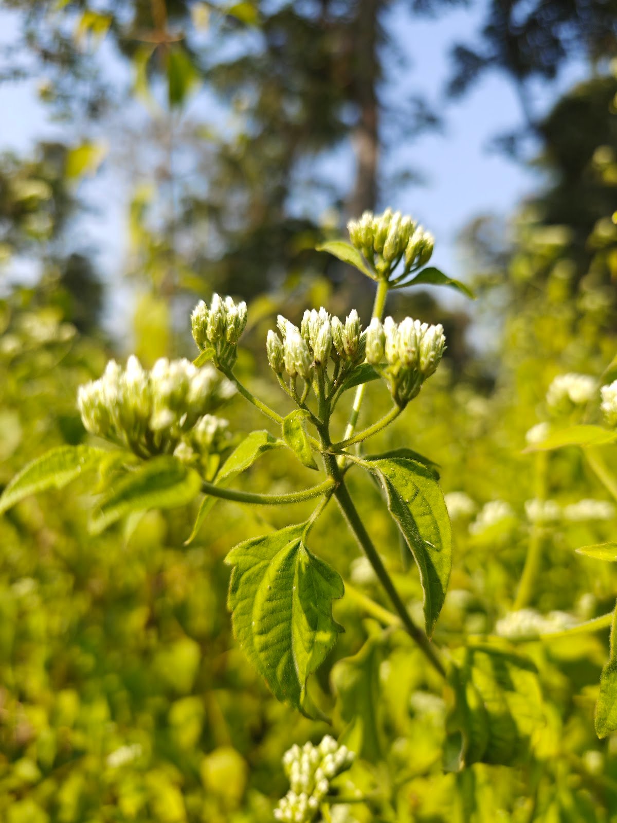 Chromolaena Odorata plant Siam weed flower कुप्पी घास पौधा Chromolaena Odorata identification Indian wild plants white flowers Jungli ghaas photo Siam weed uses Chromolaena plant in India White cluster wild flower India Chromolaena Odorata benefits