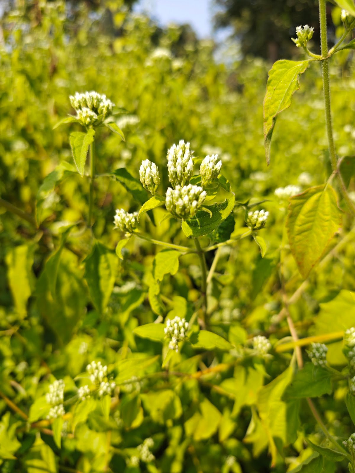 Chromolaena Odorata plant Siam weed flower कुप्पी घास पौधा Chromolaena Odorata identification Indian wild plants white flowers Jungli ghaas photo Siam weed uses Chromolaena plant in India White cluster wild flower India Chromolaena Odorata benefits