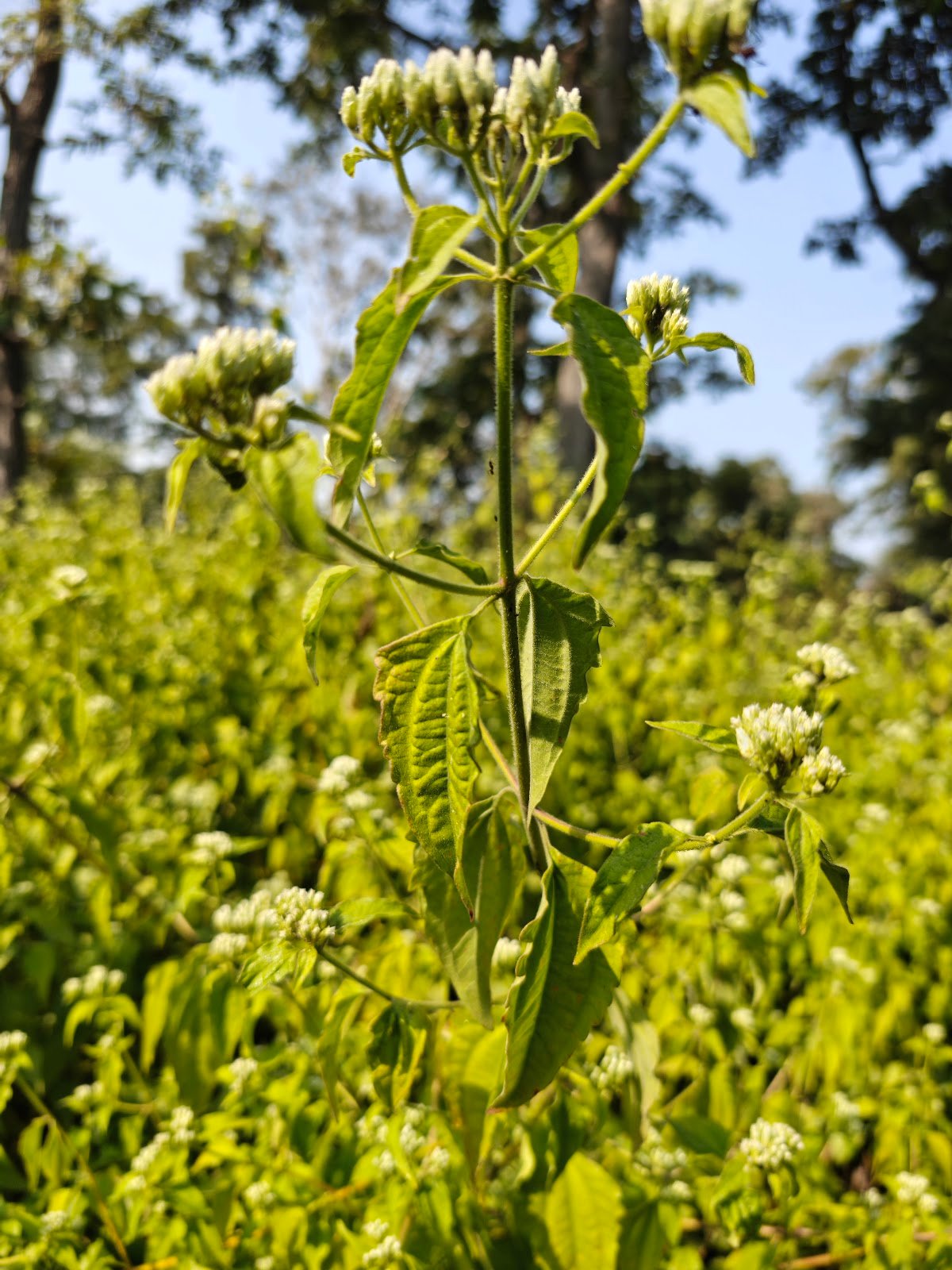 Chromolaena Odorata plant Siam weed flower कुप्पी घास पौधा Chromolaena Odorata identification Indian wild plants white flowers Jungli ghaas photo Siam weed uses Chromolaena plant in India White cluster wild flower India Chromolaena Odorata benefits