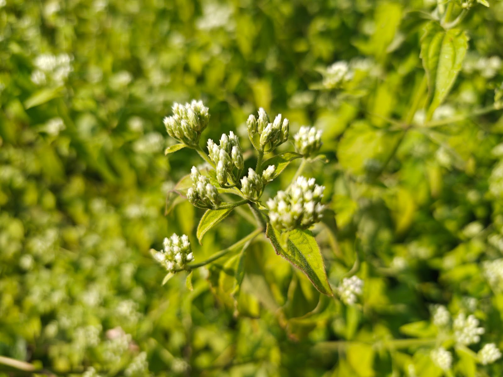Chromolaena Odorata plant Siam weed flower कुप्पी घास पौधा Chromolaena Odorata identification Indian wild plants white flowers Jungli ghaas photo Siam weed uses Chromolaena plant in India White cluster wild flower India Chromolaena Odorata benefits