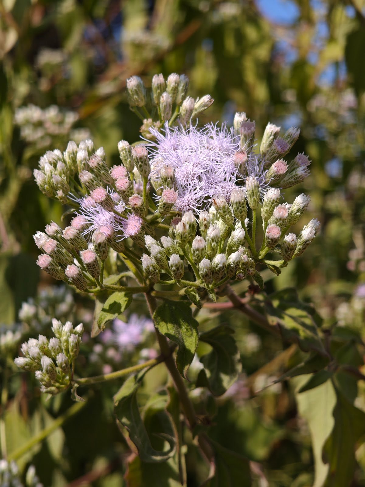 गंधेली जंगली फूल ageratum conyzoides white fluffy flower सहदेवी घास wild plant goat weed flower india roadside weed flower india floss flower close up जंगली सफेद फूल वाला पौधा wild weed photography ageratum conyzoides flower wild plant india
