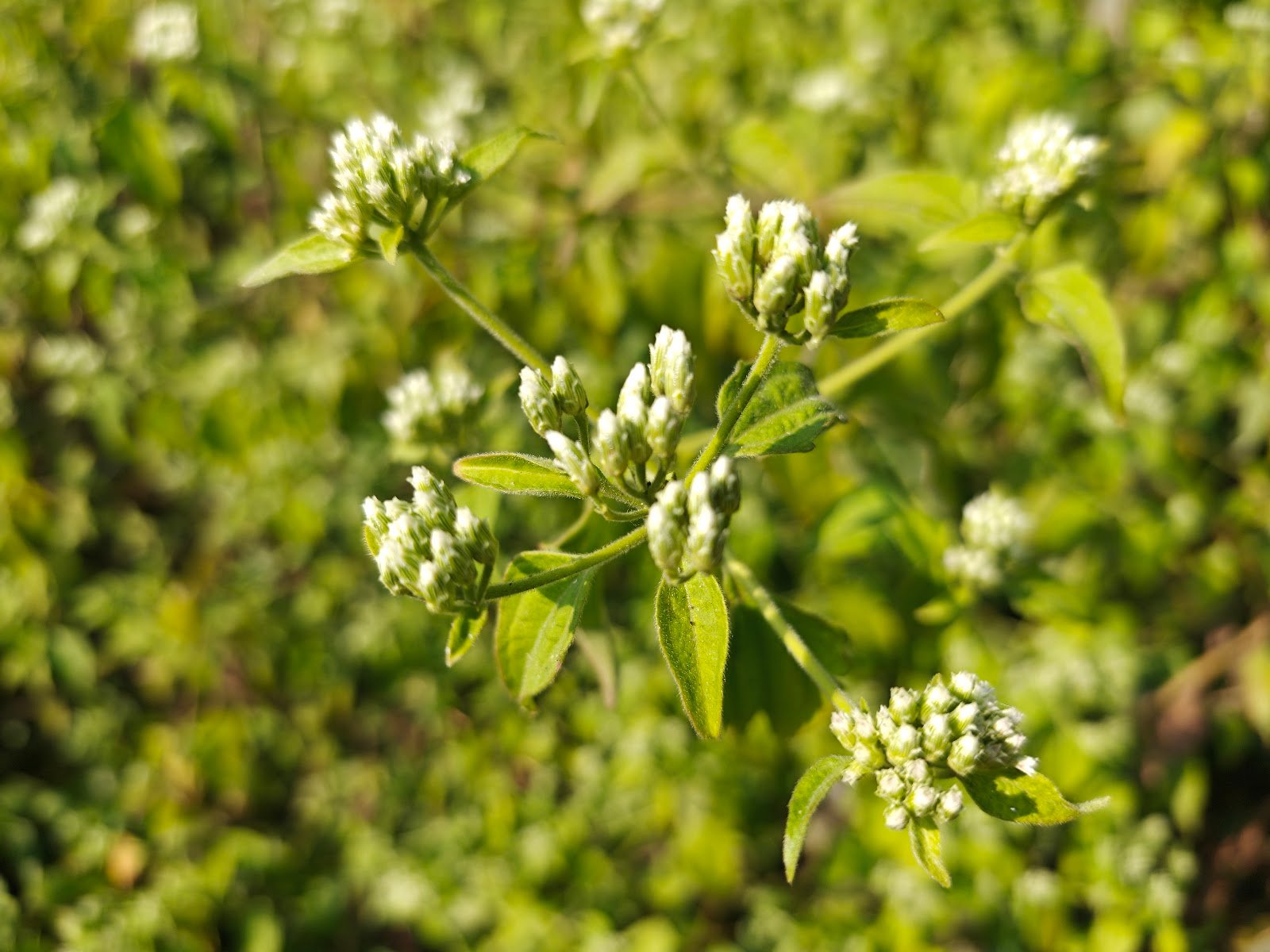 Chromolaena Odorata plant Siam weed flower कुप्पी घास पौधा Chromolaena Odorata identification Indian wild plants white flowers Jungli ghaas photo Siam weed uses Chromolaena plant in India White cluster wild flower India Chromolaena Odorata benefits