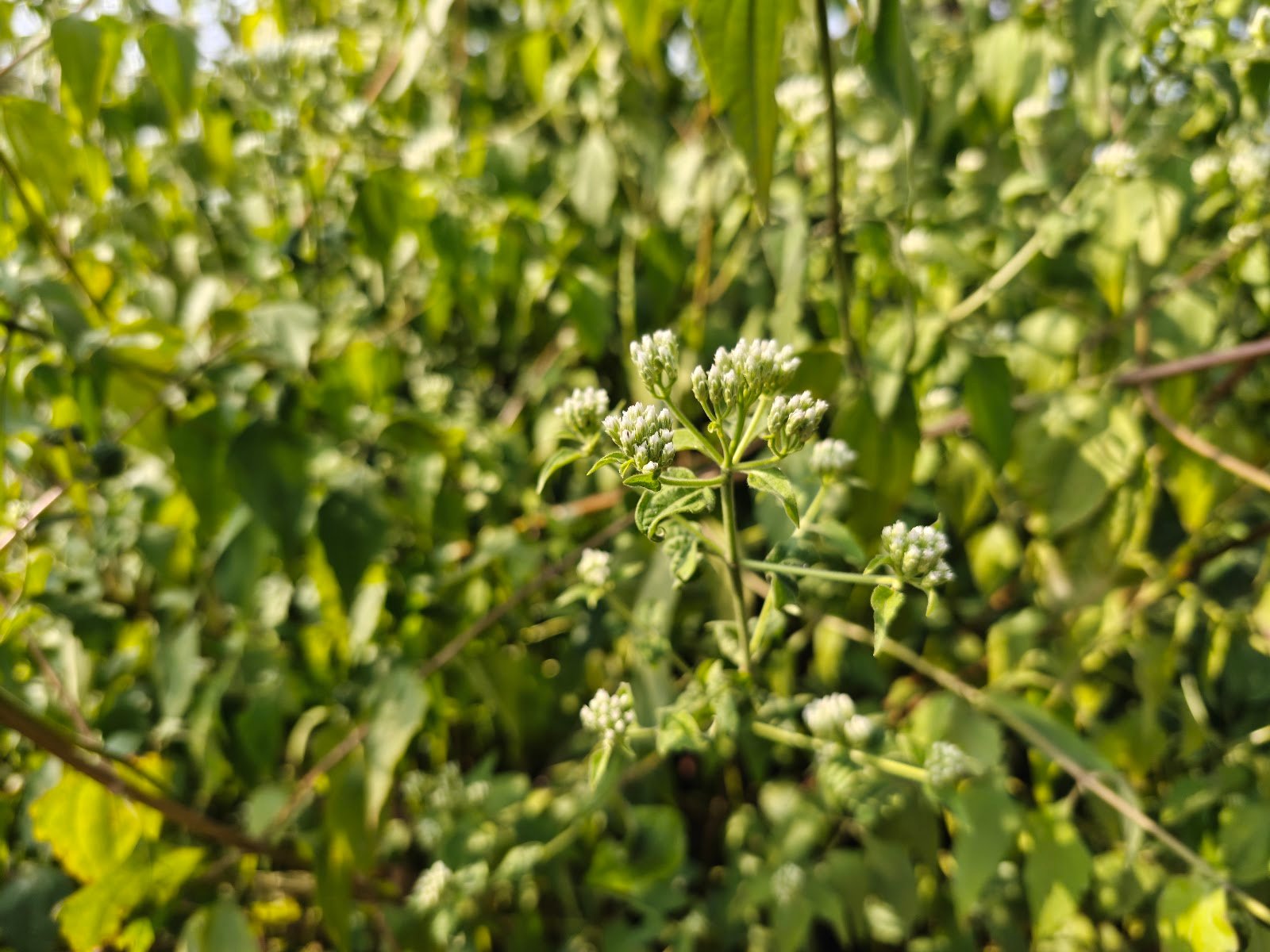 Chromolaena Odorata plant Siam weed flower कुप्पी घास पौधा Chromolaena Odorata identification Indian wild plants white flowers Jungli ghaas photo Siam weed uses Chromolaena plant in India White cluster wild flower India Chromolaena Odorata benefits