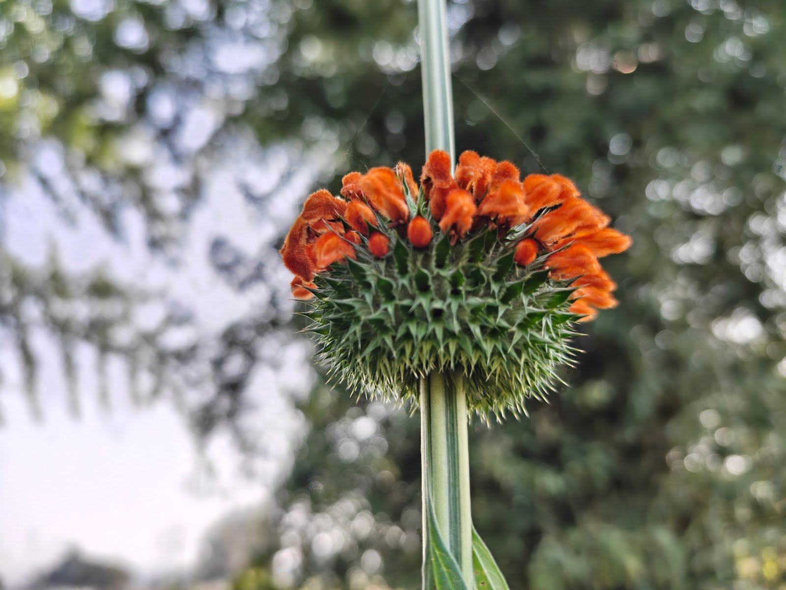 Leonotis nepetifolia plant Lion’s ear flower India Klip Dagga orange flower सिंहपुष्प पौधा Jungle plant orange flower Leonotis identification Tall wild plant India