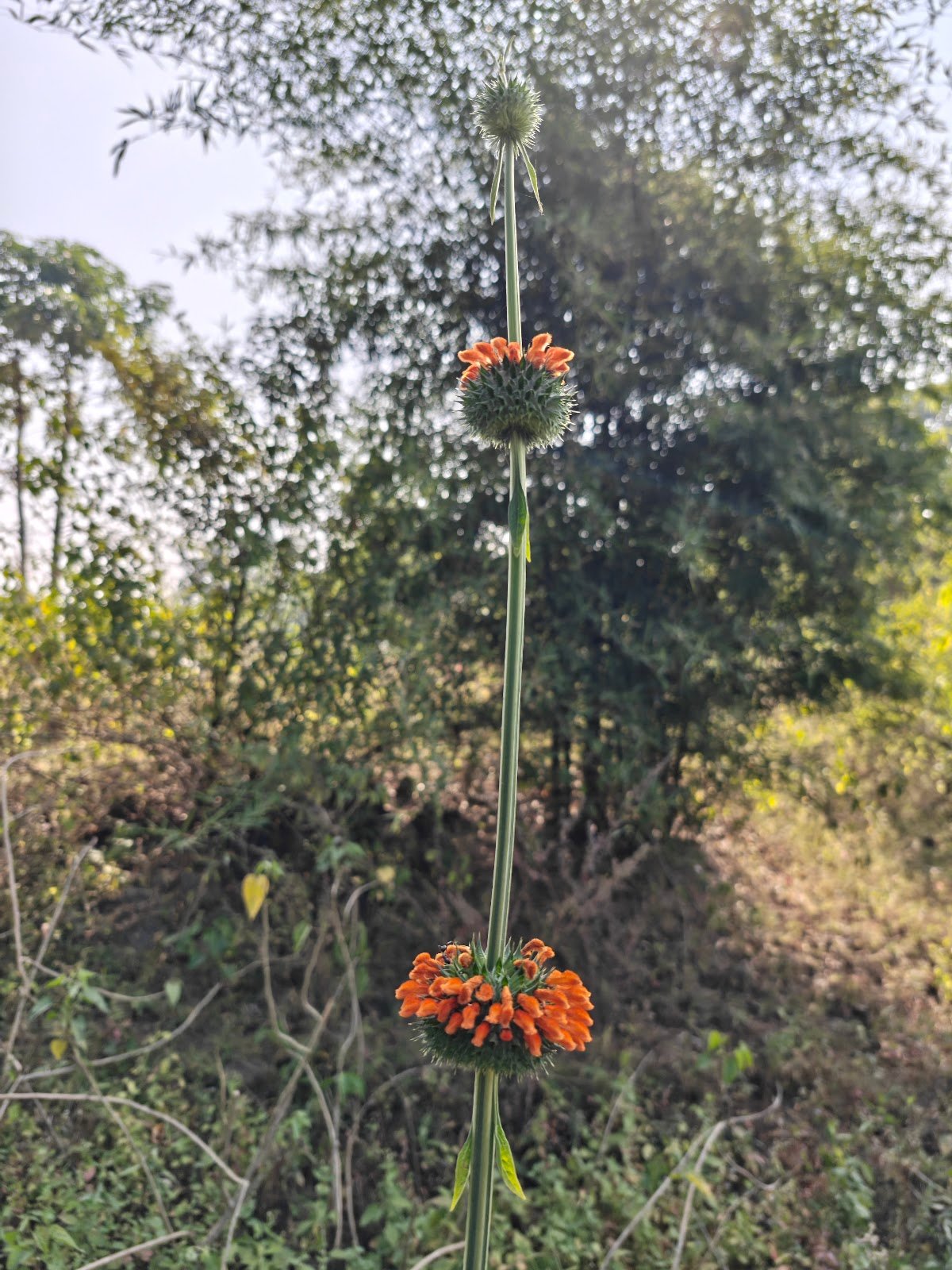 Leonotis nepetifolia plant Lion’s ear flower India Klip Dagga orange flower सिंहपुष्प पौधा Jungle plant orange flower Leonotis identification Tall wild plant India