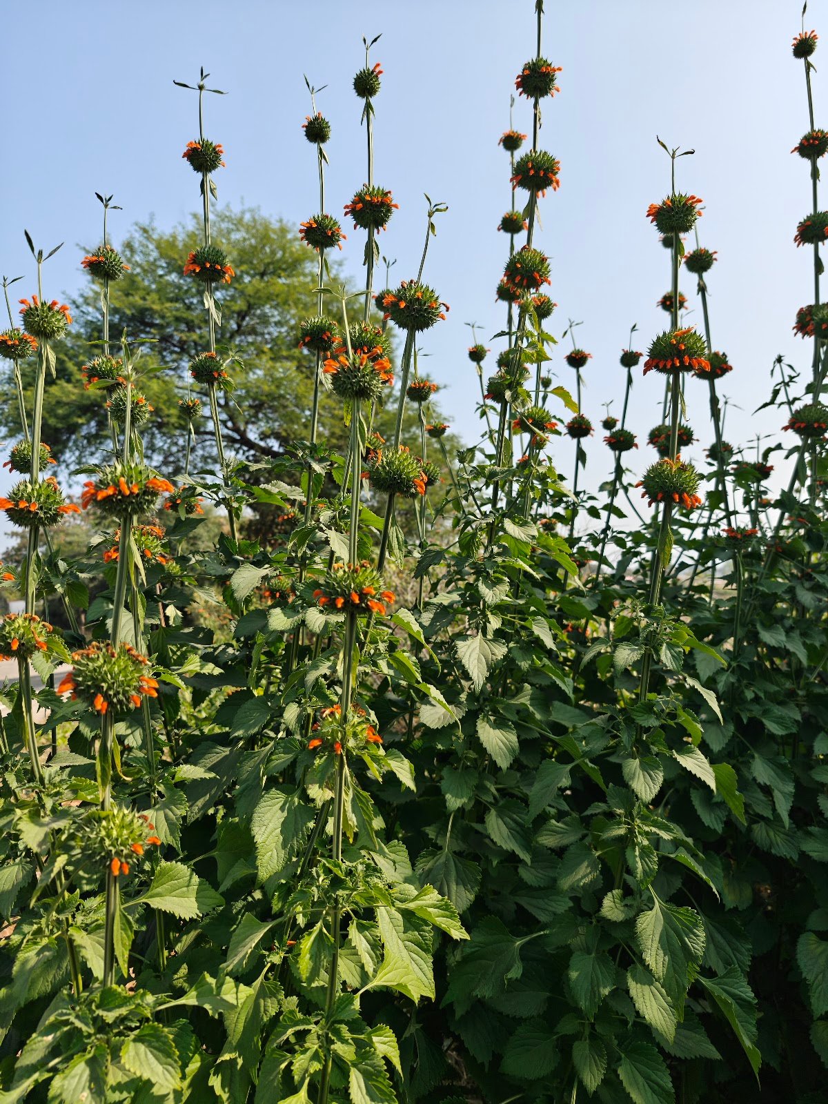 Leonotis nepetifolia plant Lion’s ear flower India Klip Dagga orange flower सिंहपुष्प पौधा Jungle plant orange flower Leonotis identification Tall wild plant India