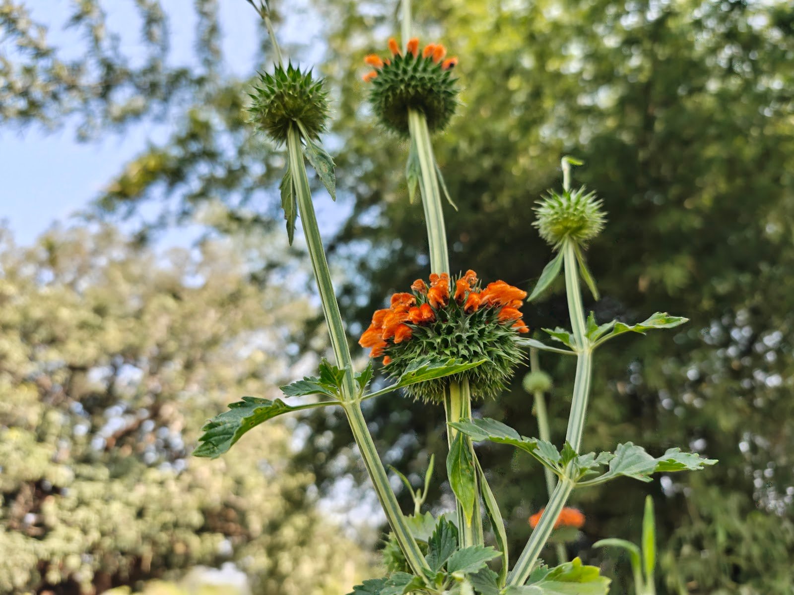 Leonotis nepetifolia plant Lion’s ear flower India Klip Dagga orange flower सिंहपुष्प पौधा Jungle plant orange flower Leonotis identification Tall wild plant India