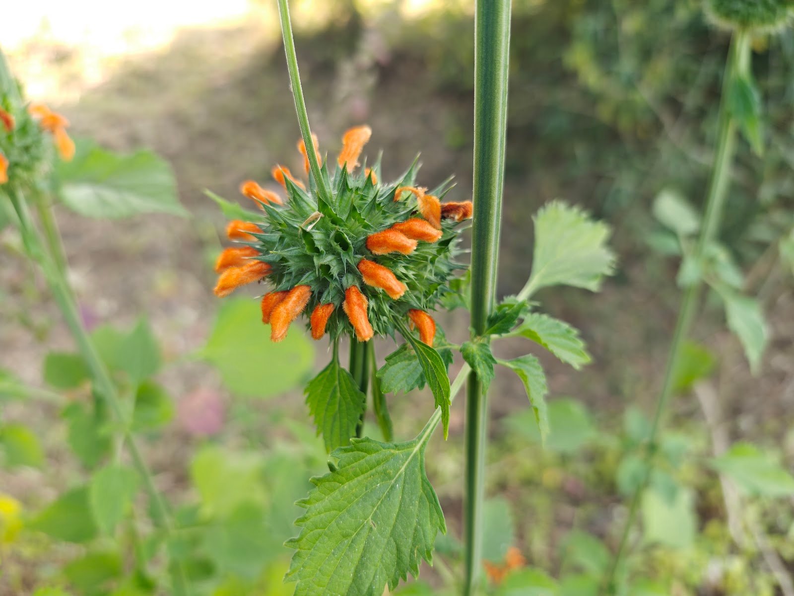 Leonotis nepetifolia plant Lion’s ear flower India Klip Dagga orange flower सिंहपुष्प पौधा Jungle plant orange flower Leonotis identification Tall wild plant India