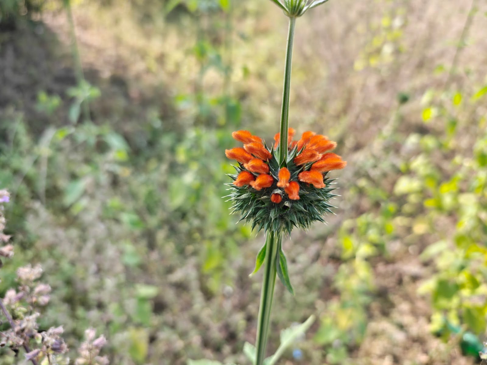 Leonotis nepetifolia plant Lion’s ear flower India Klip Dagga orange flower सिंहपुष्प पौधा Jungle plant orange flower Leonotis identification Tall wild plant India