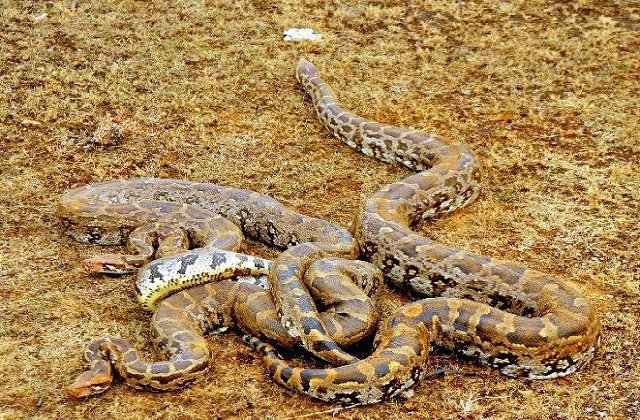 अजगर दादर मंडला