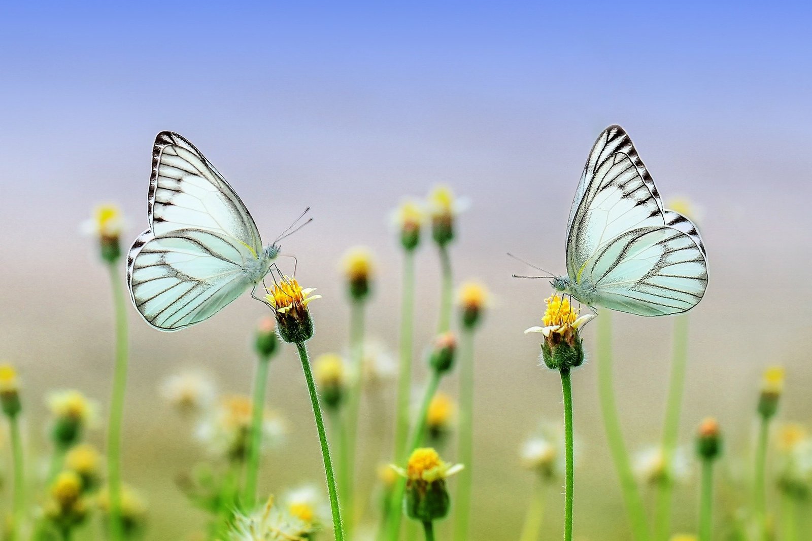 ऋतुराज बसंत प्यार का महीना Spring Season