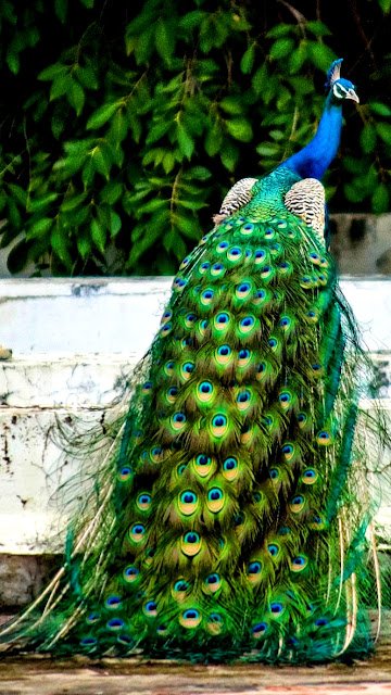 मोर वॉलपेपर फोटो डाउनलोड | Peacock wallpaper hd for mobile
