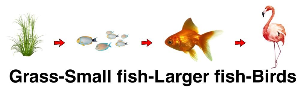 Food Chain Chart HD Images in Hindi & English | आहार श्रृंखला का चित्र