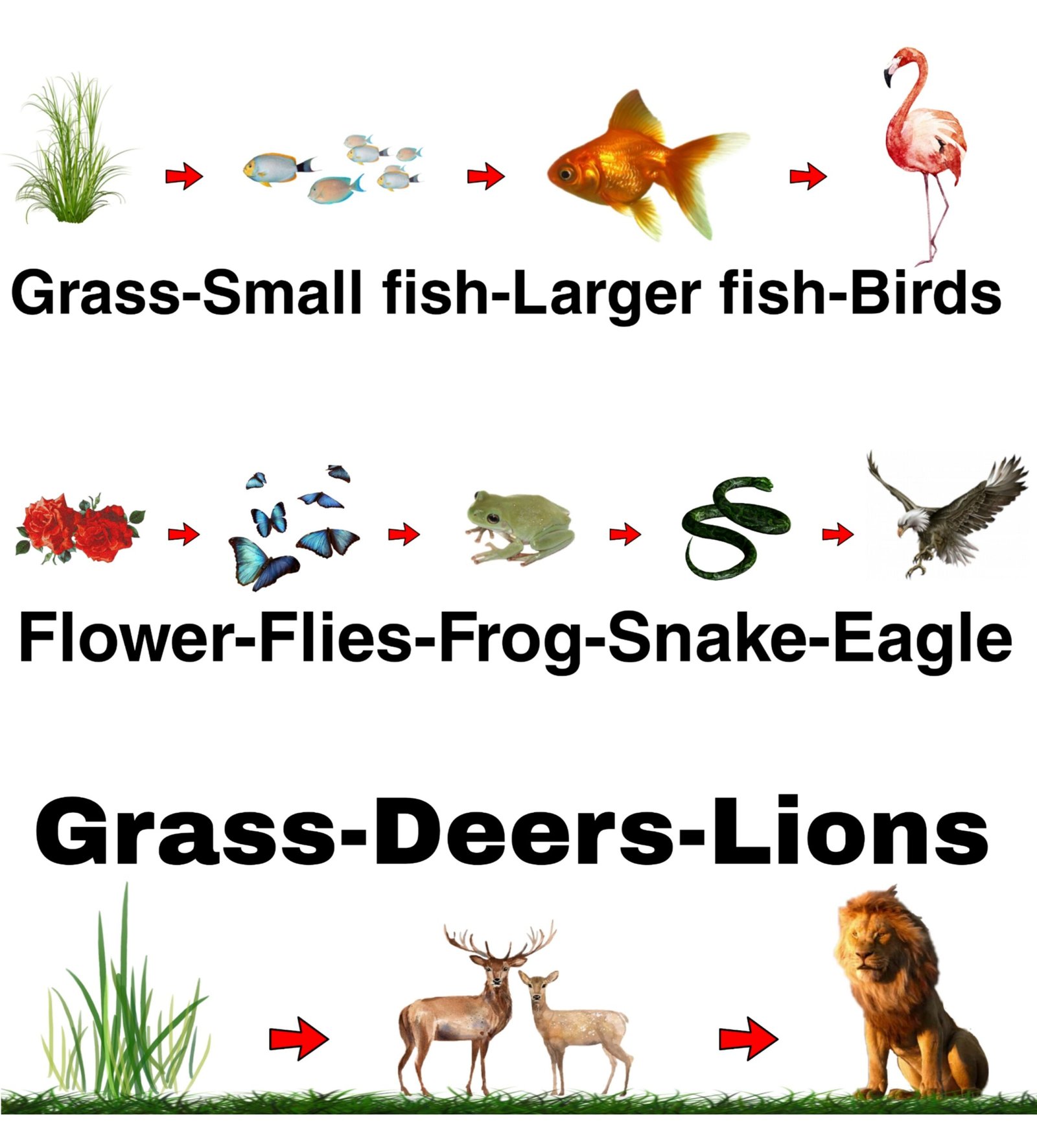 Different Types of Food Chain Chart in Hindi and English