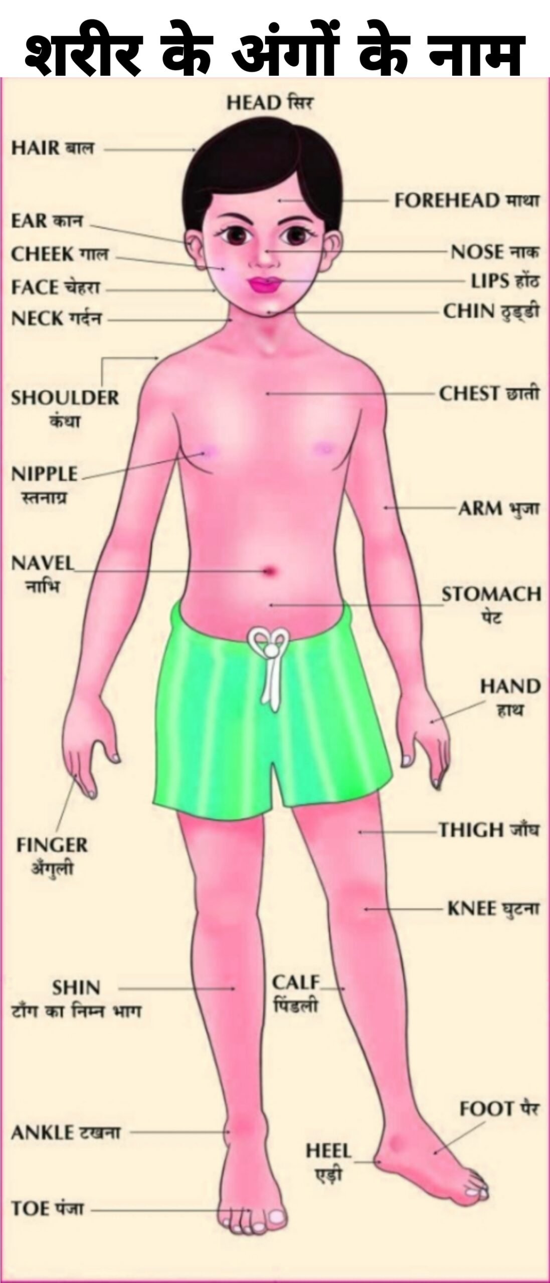 Human Body Parts Name Chart Photo Human Anatomy Body Parts Name in Hindi and English
