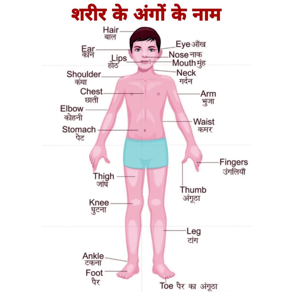 Body Parts Name in Hindi and English Chart (HD Images) | शरीर के अंगों के नाम