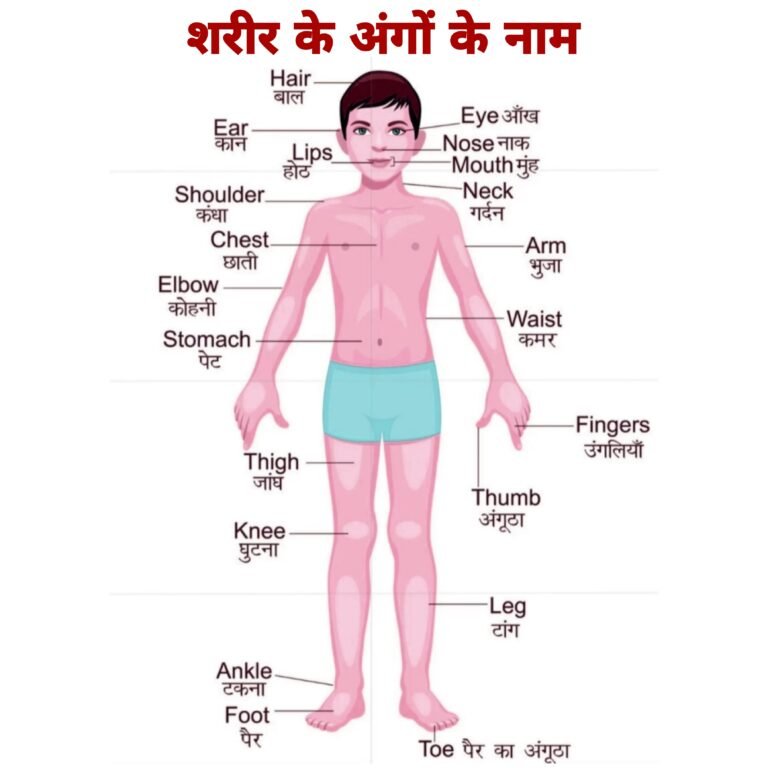 Body Parts Name in Hindi and English Chart (HD Images) | शरीर के अंगों के नाम