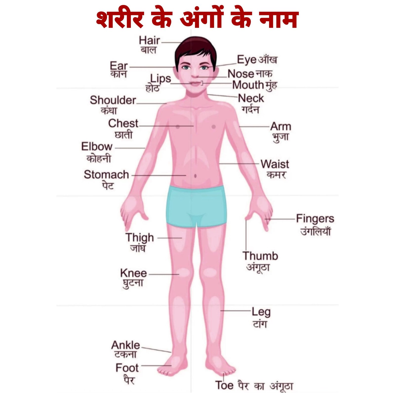 शरीर के अंगों के नाम - HD Download Body Parts Name in Hindi and English Chart Picture