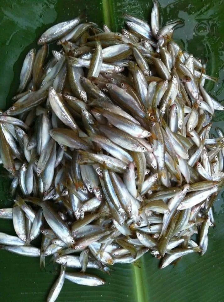 छोटी देशी मछली के फायदे