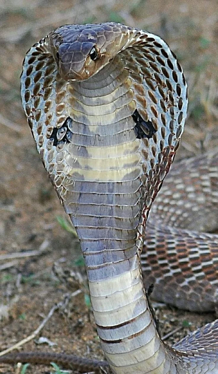 Indian Cobra