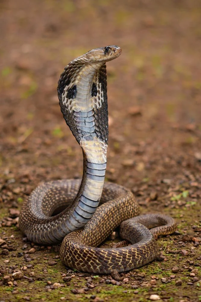 Indian Cobra