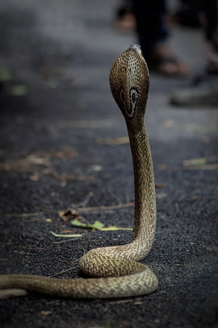 Indian Cobra