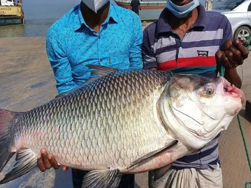 कतला मछली खाने के 7 जबरदस्त फायदे और 2 नुकसान: पूरी सच्चाई