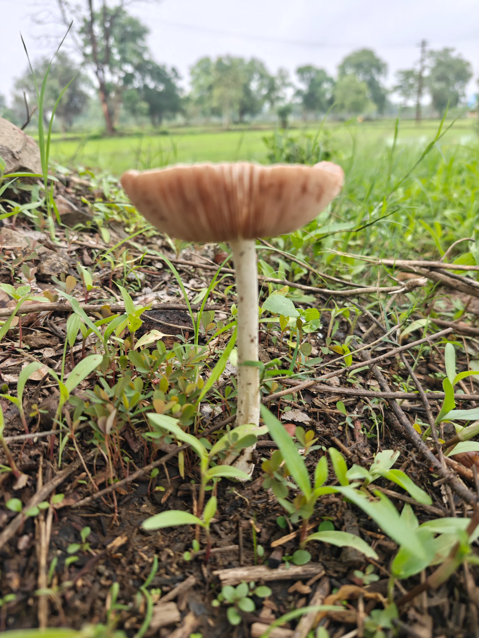 जंगली मशरूम