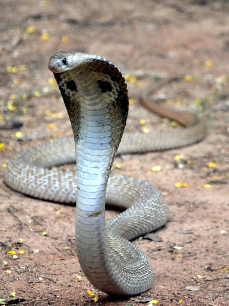 Indian Cobra